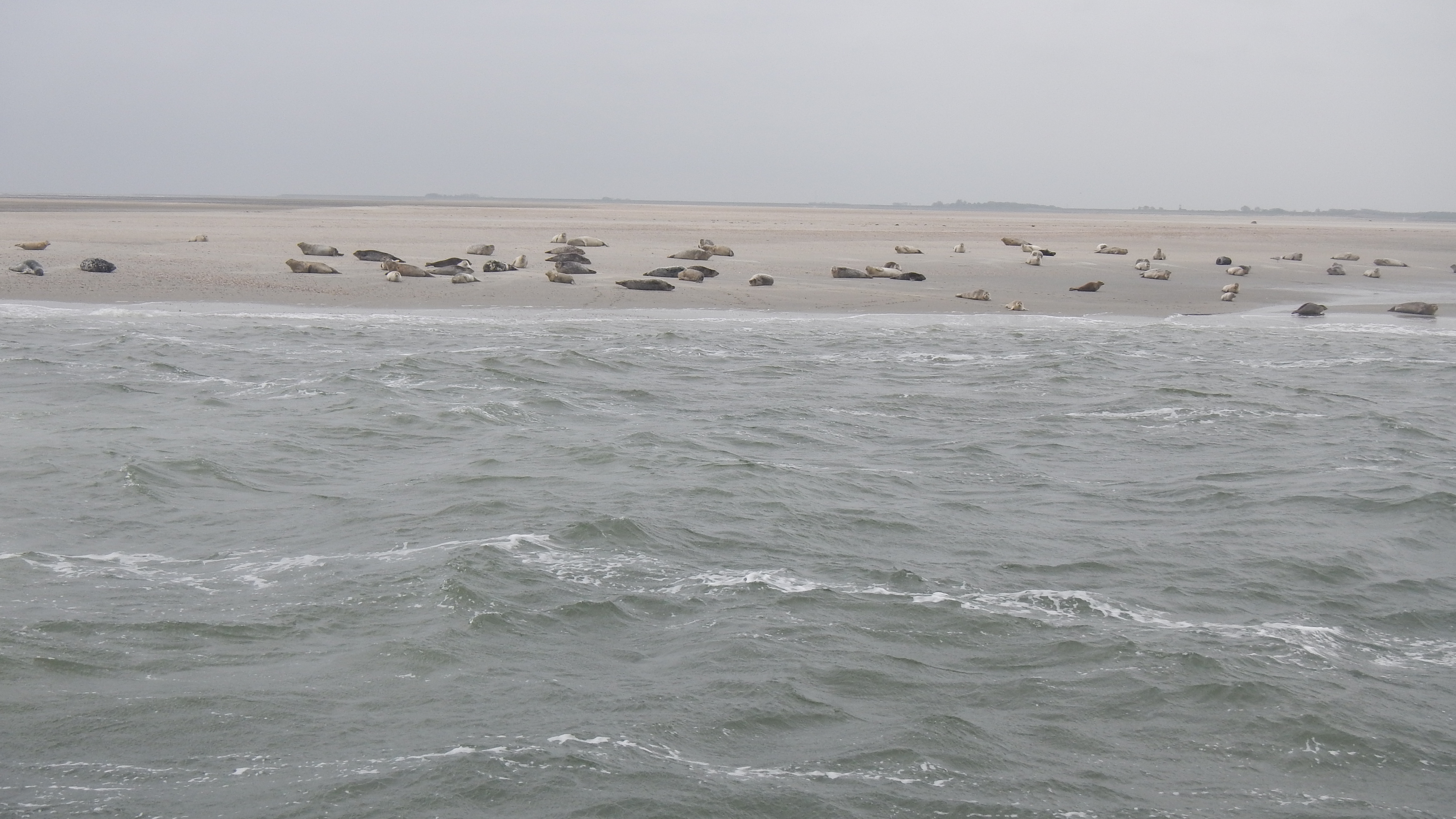 HWK Texel 2015 073.jpg